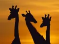 выбранное изображение: «Жирафы»