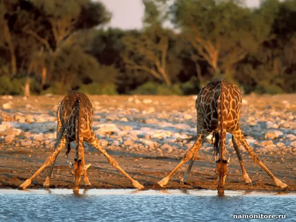 Giraffes on a watering place, Wild