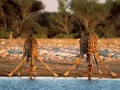 current picture: «Giraffes on a watering place»