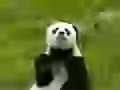 Chewing panda