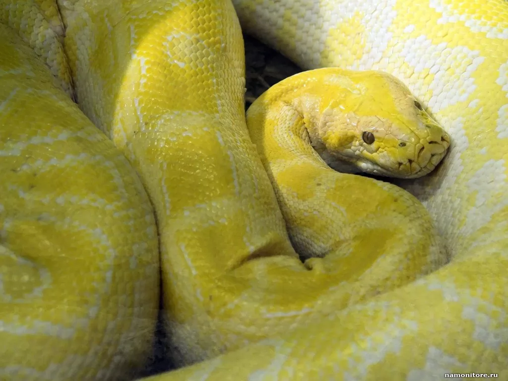 Snake, reptiles, snakes, yellow x