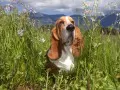 open picture: «Basset hound in a grass»