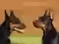 Dobermann terriers