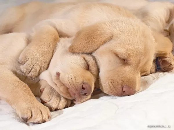 Amicable dream, Dogs
