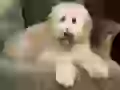 Goldendoodle