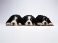 open picture: «Small Bernese Mountain Dogs»