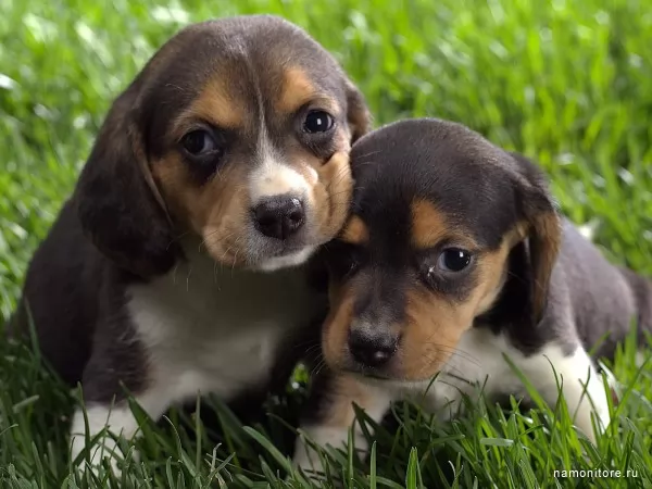 Small beagles, Dogs