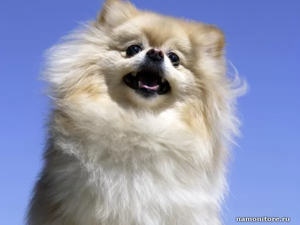 Small spitz-dog, Dogs