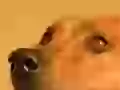 Muzzle