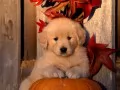 On a pumpkin