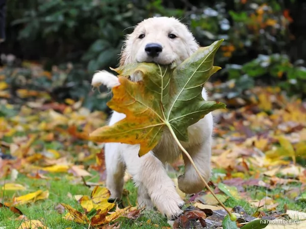 Осенний привет, Собаки