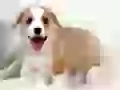 Joyful puppy
