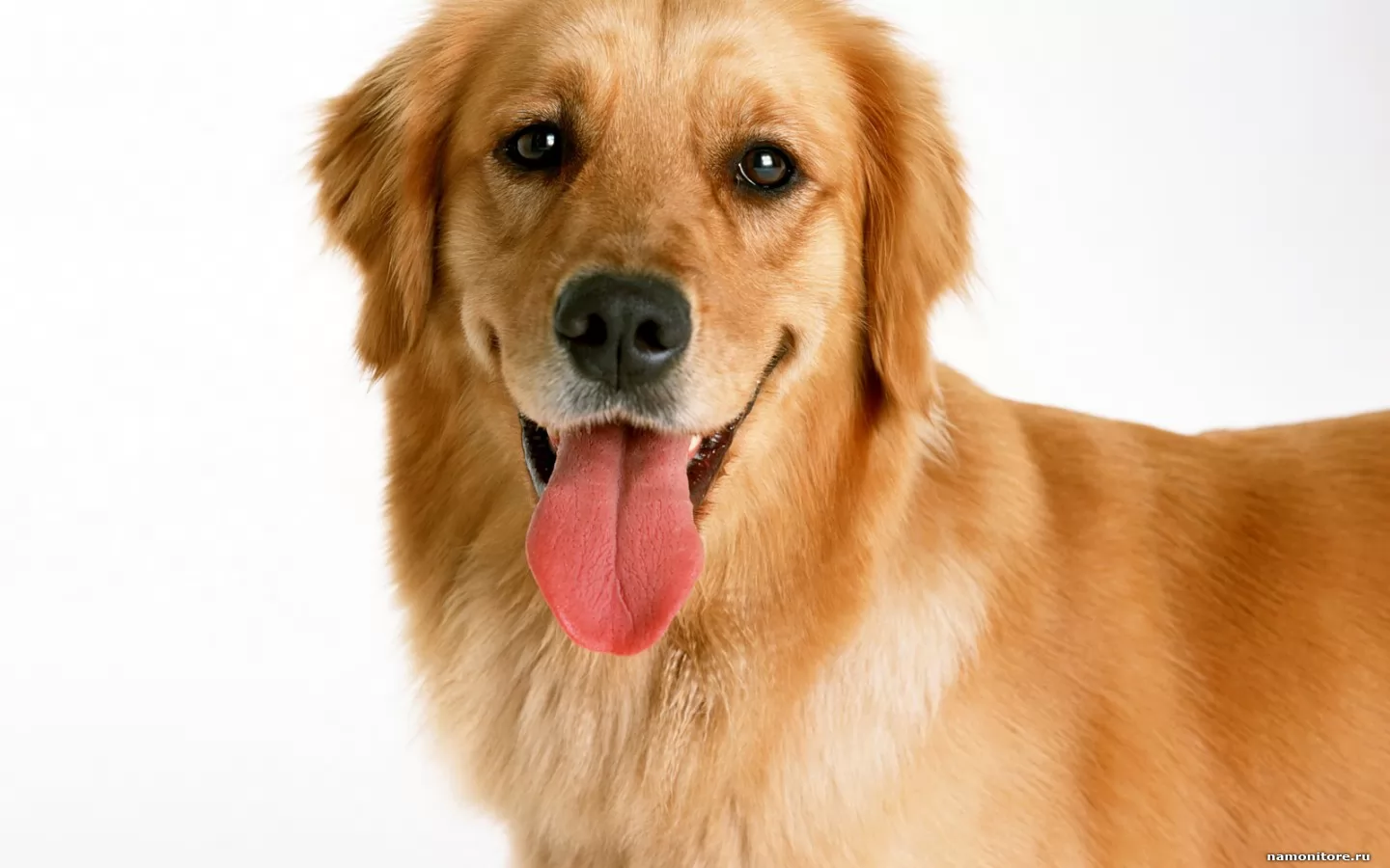 ��������, ��������, ����������, �����, ������ �