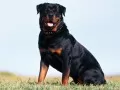 open picture: «Rottweiler»