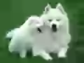 Samoyed with a puppy