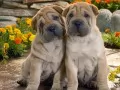 open picture: «Shar-Peis»