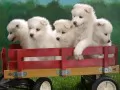 open picture: «Puppies of a samoyed»