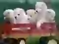 Puppies of a samoyed