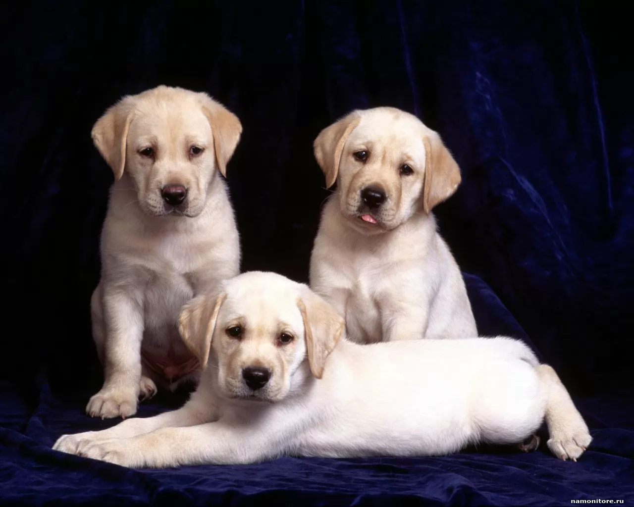 �������, �����, ��������, ������, ������, ����� �