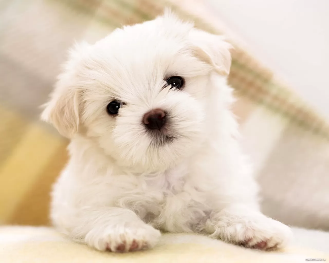 Puppy of a maltese, animals, best, dogs, puppies, white x