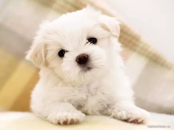 Puppy of a maltese, Dogs