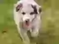 Puppy with pink language