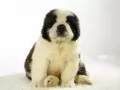 open picture: «Puppy of a St. Bernard»