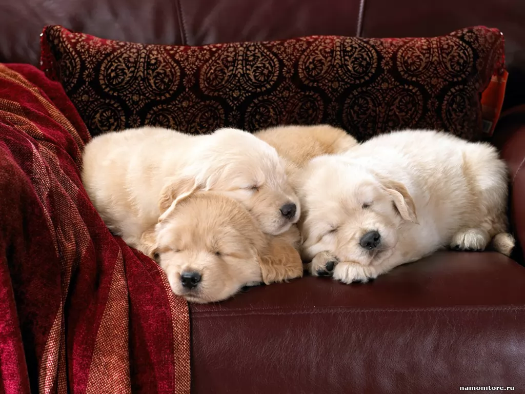 ������� ���, �����, ��������, ������, ������, ����� �