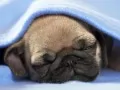 open picture: «Sleeping pug»
