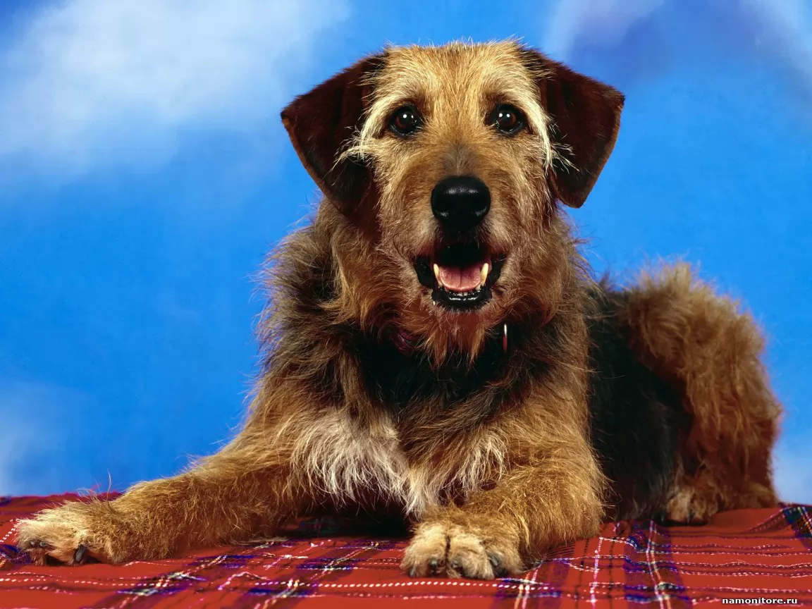 ������ ����, ��������, ����������, �����, ������ �