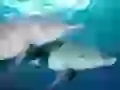 Two dolphins under water