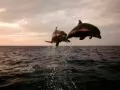 Two dolphins in a jump