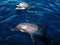 Muzzles of two dolphins on a surface
