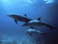 Trinity of dolphins