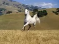 The White horse