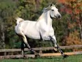 The White horse