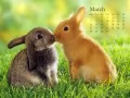 выбранное изображение: «Кролики»