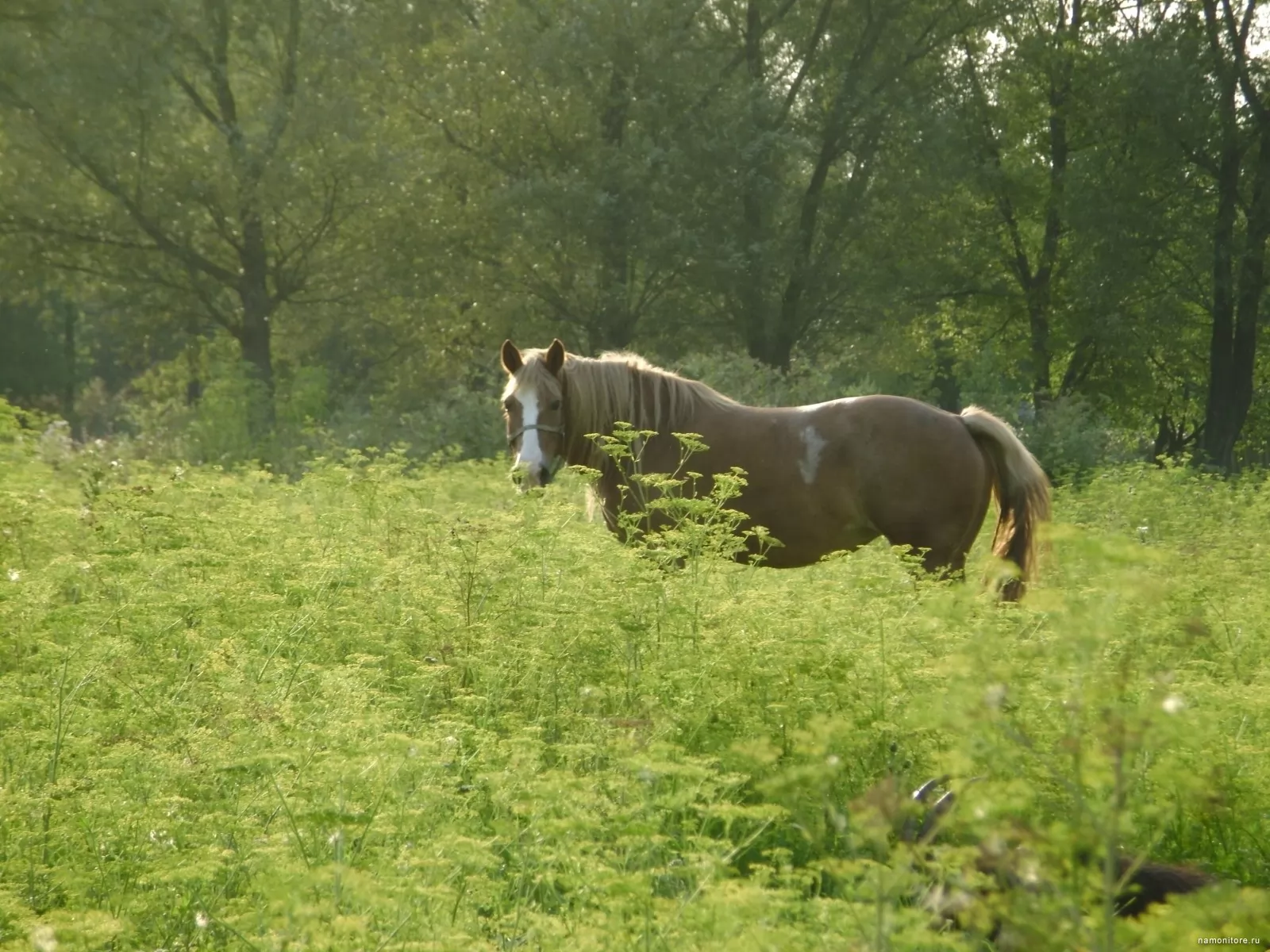 Голодная лошадь. Ленская лошадь. Зеленая лошадь. Ленские лошади. Ленская лошадь фото.