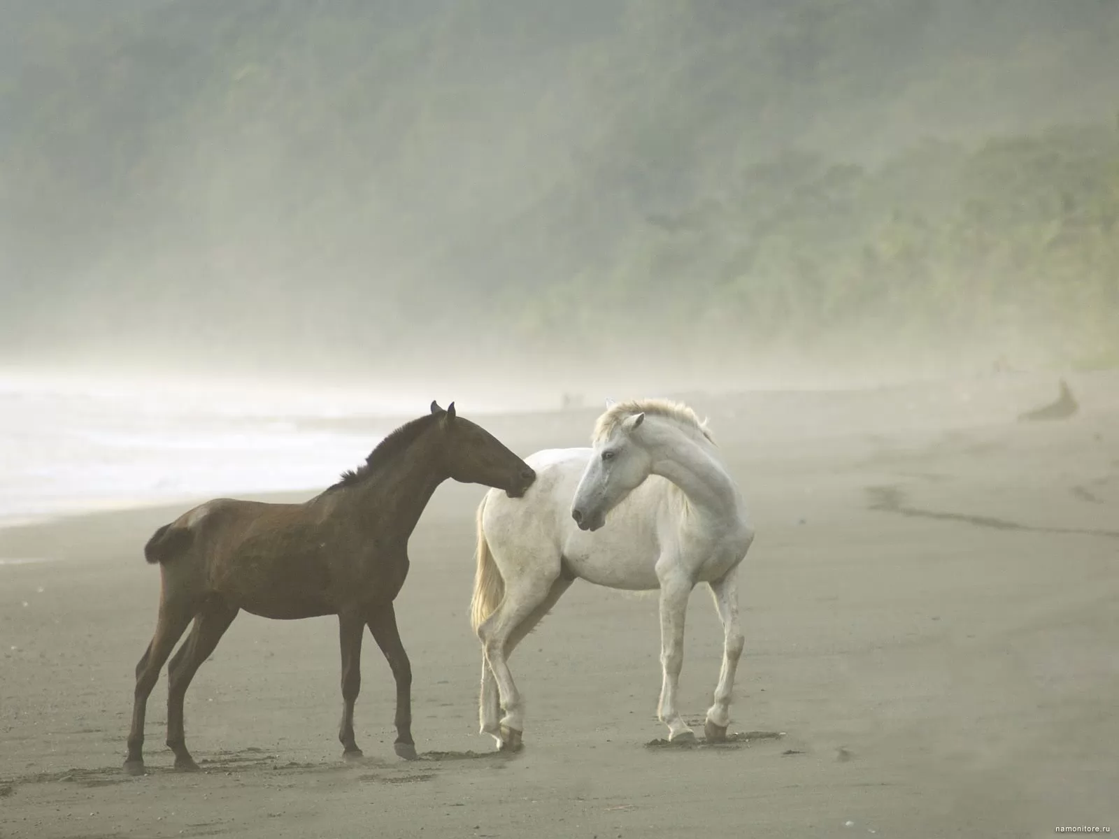 Нежность, влюбленные пары, животные, лошади, серое, туман х