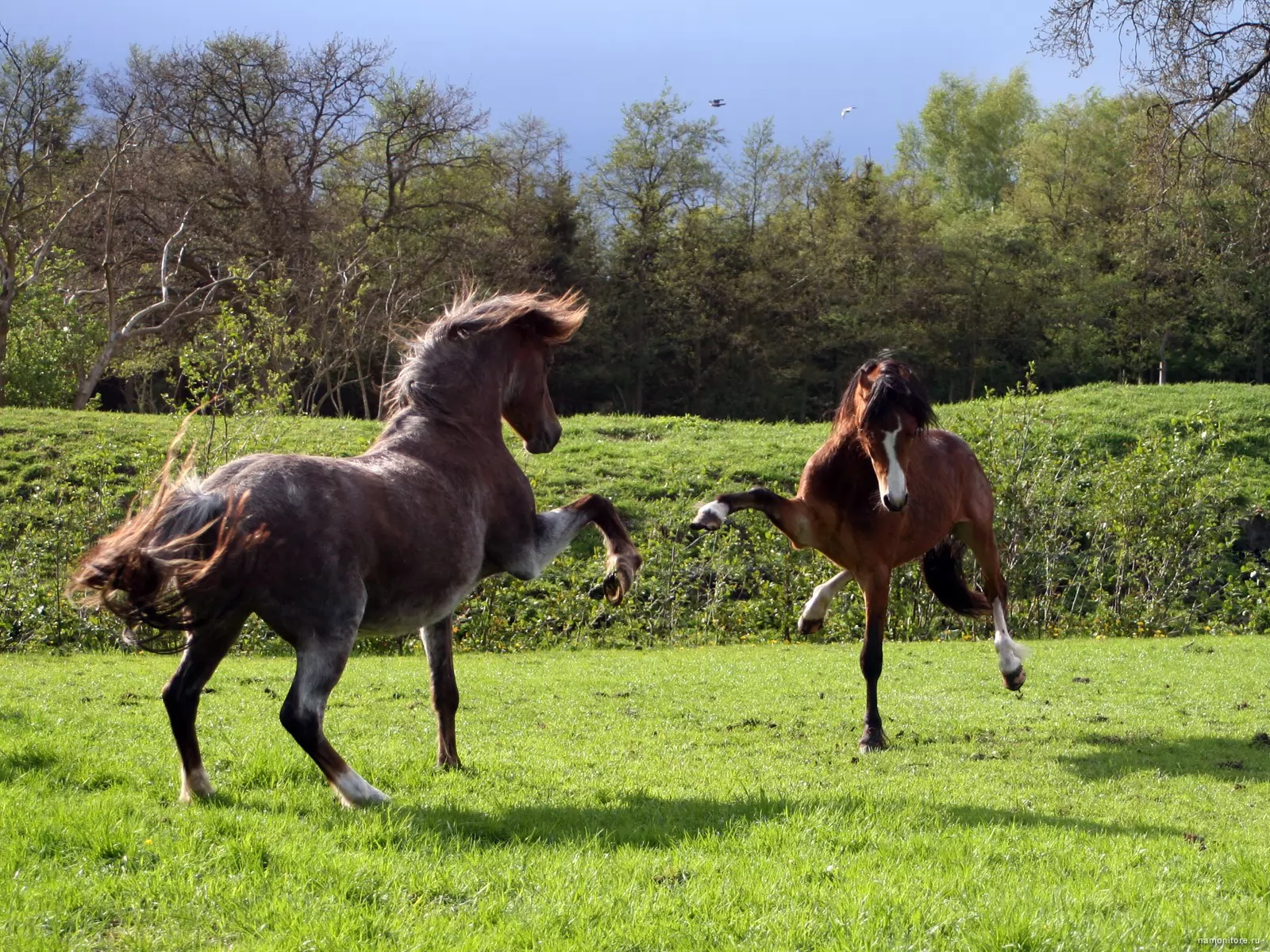 Танец лошадки. Танцующие лошади. Лошадь танцует. Танец с лошадью. Игривая лошадь.