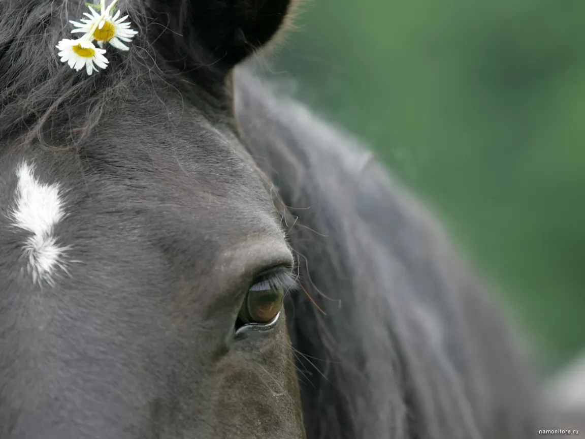 The Soul of a Horse, , , ,  