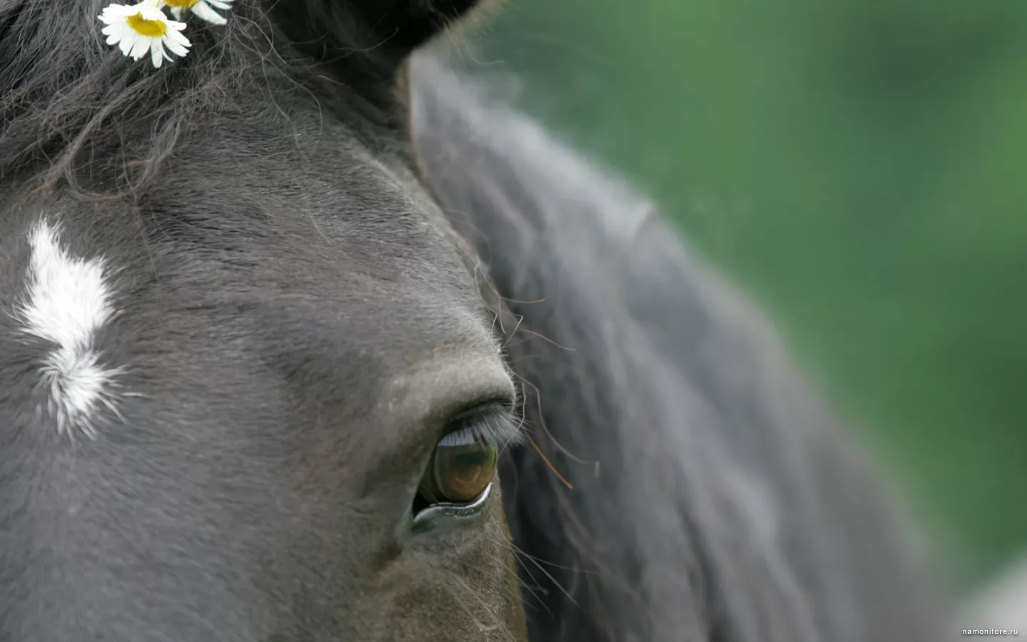 The Soul of a Horse, , , ,  