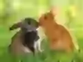 Kissing rabbits
