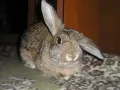 The Lop-eared rabbit