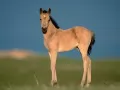 The Foal