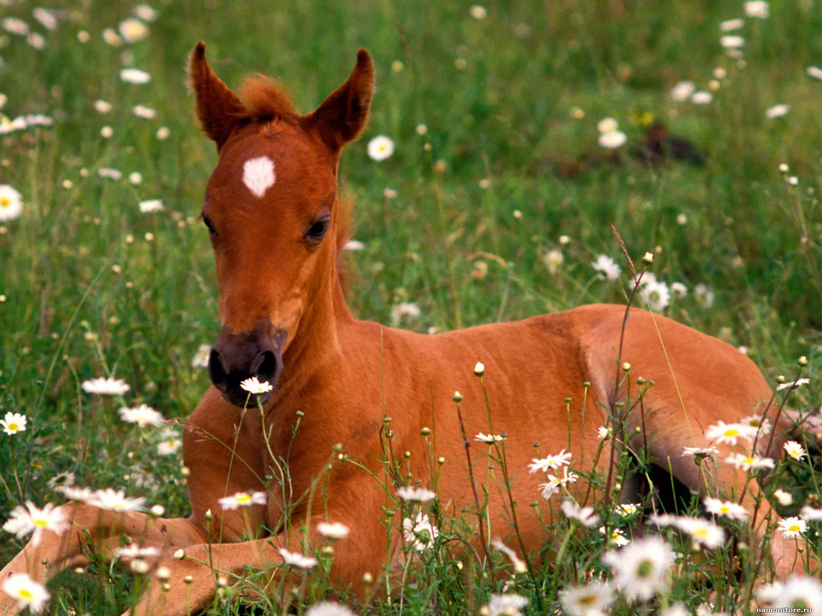 Лошадки 1 5. Жеребенок Фалабелла. Рыжий жеребенок. Красивые жеребята. Лошадь с жеребенком.