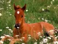 current picture: «Foal»
