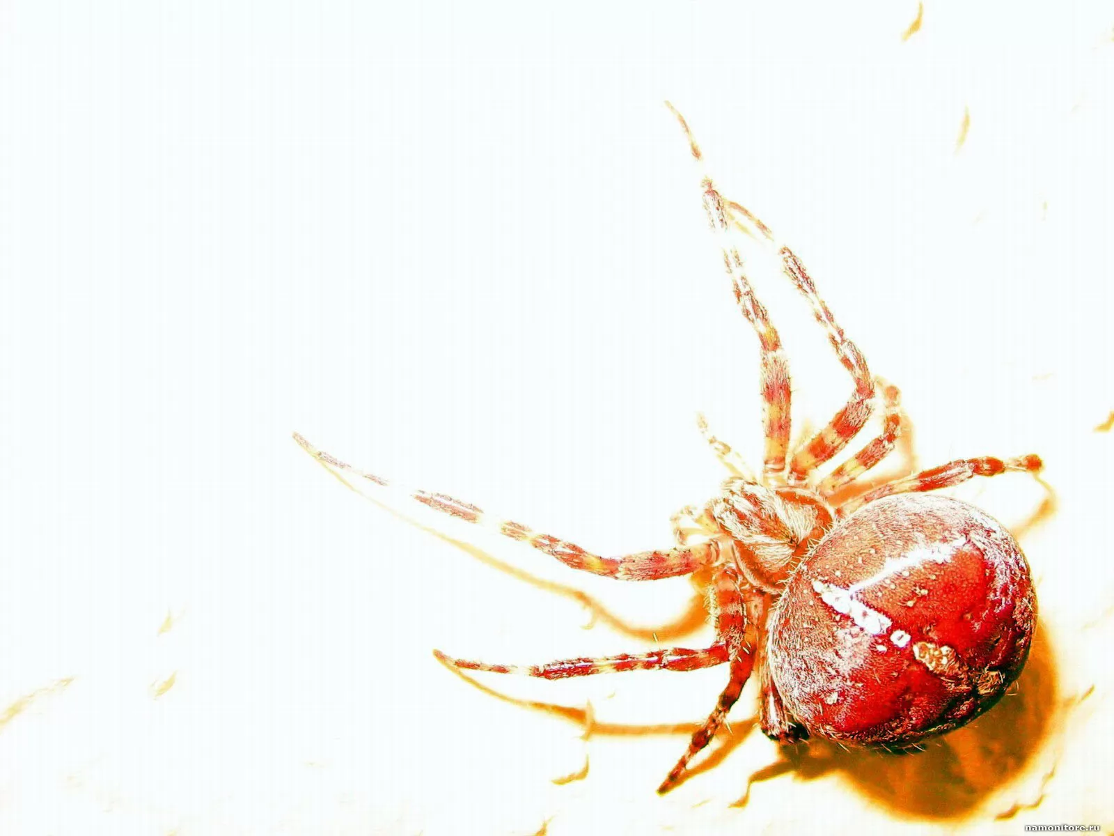 Ред спайдер. Красный паук. Краснотелый паук. Красно белый паук. Красный паук с белой попой.