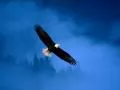 White-headed sea eagle