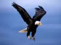 White-headed sea eagle in flight